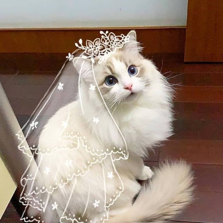 Кошка невеста