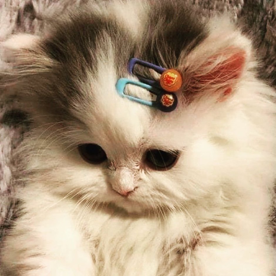Котенок с заколкой на голове