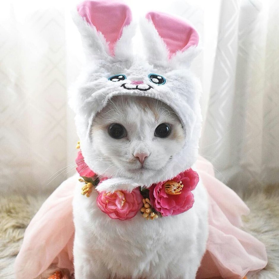 Милый котик с ушками