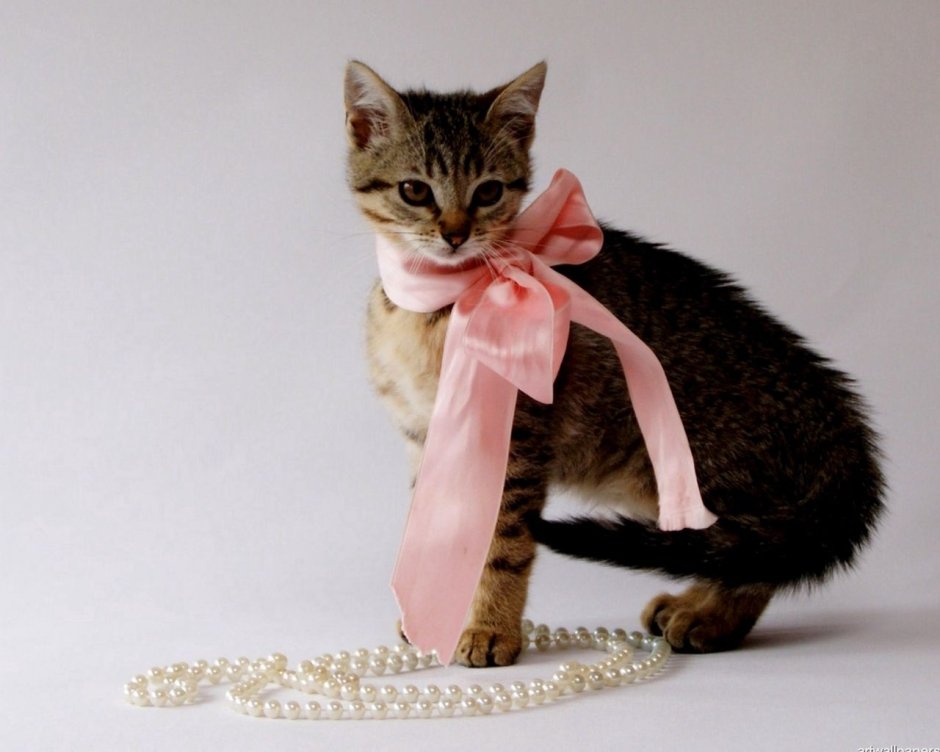 Брошь котик