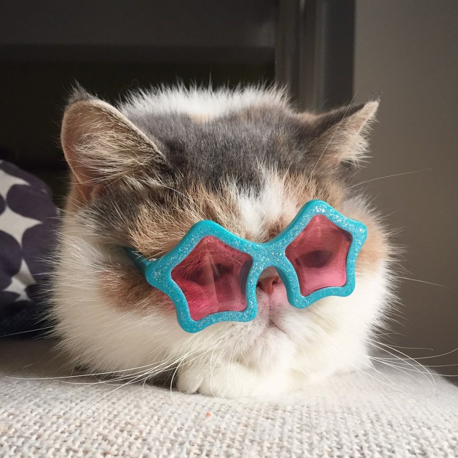 Кошка с бантиком