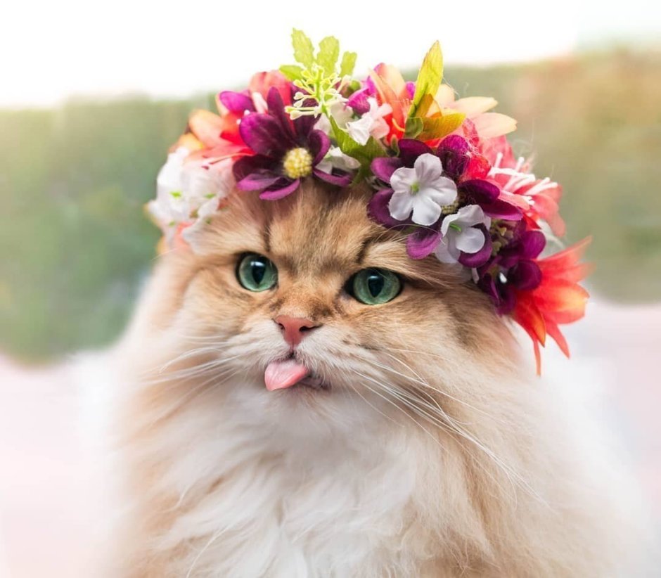 Кошка в венке