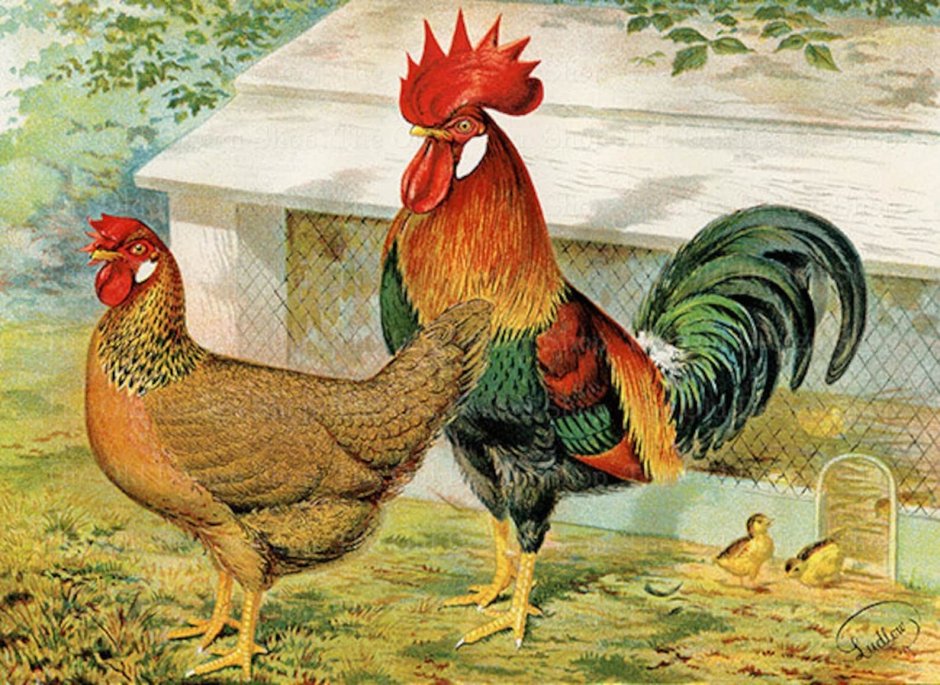 Петухи картинки для декупажа