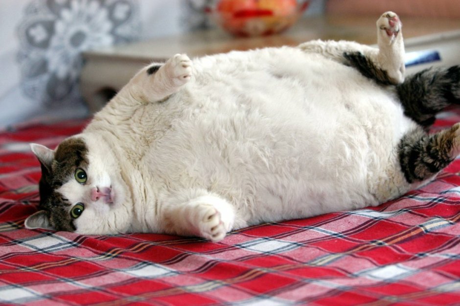 Ожирение у кота