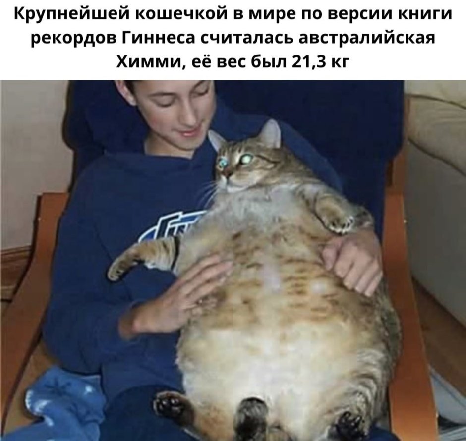 Толстый кот