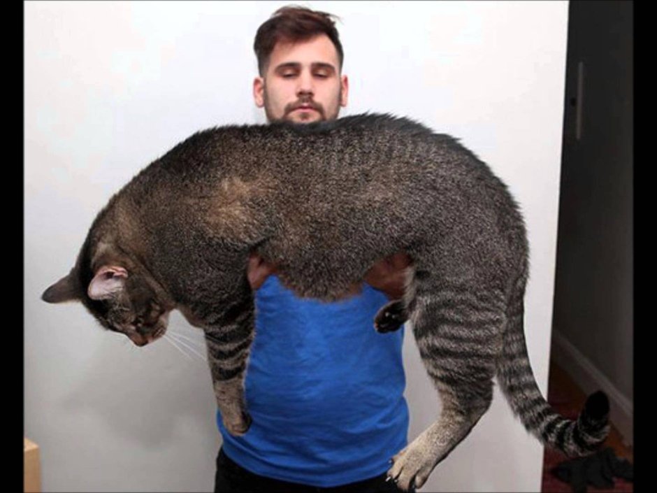 Кошка Дасти 420 котят