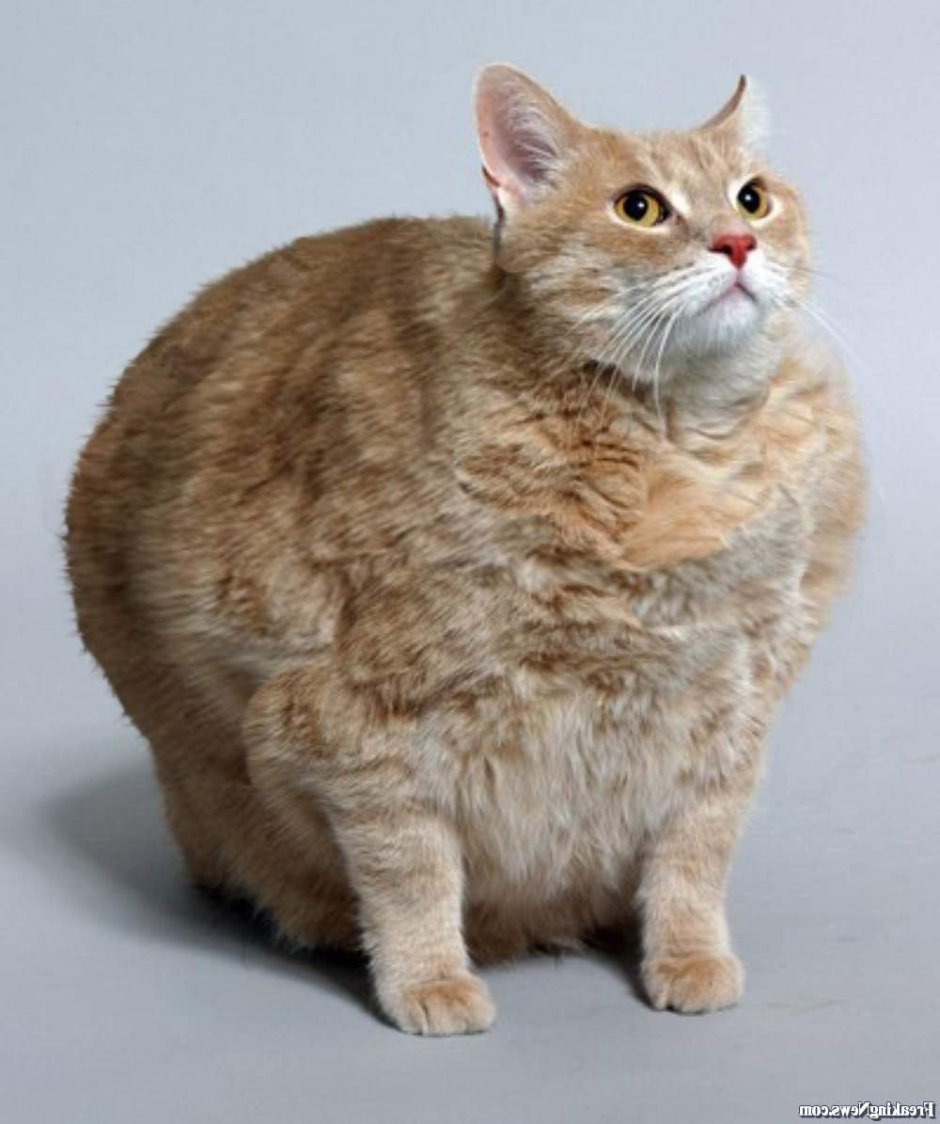 Кот 9 килограмм