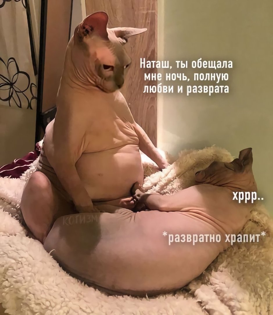 Толстый рыжий котик