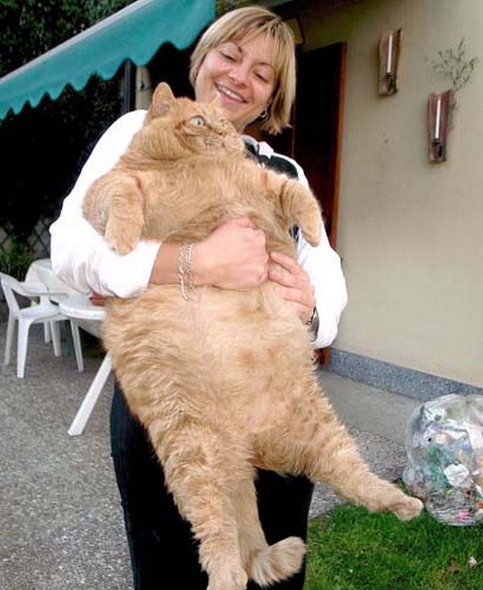 Самые толстые коты
