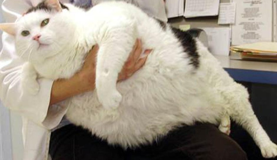 Крупные коты