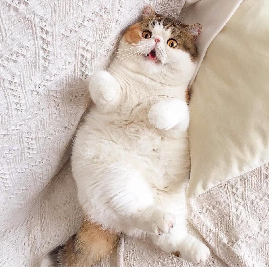 Самый толстый кот