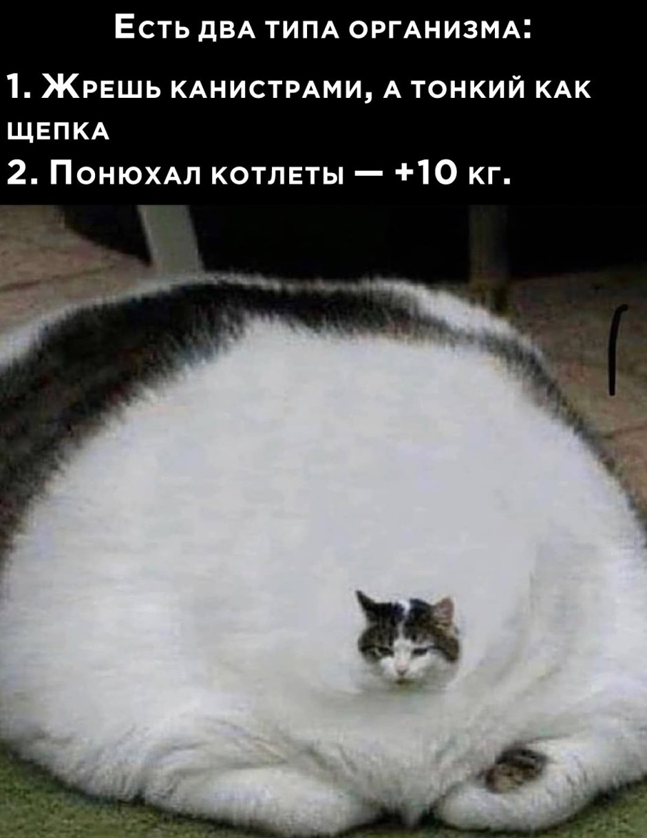 Жирный котик