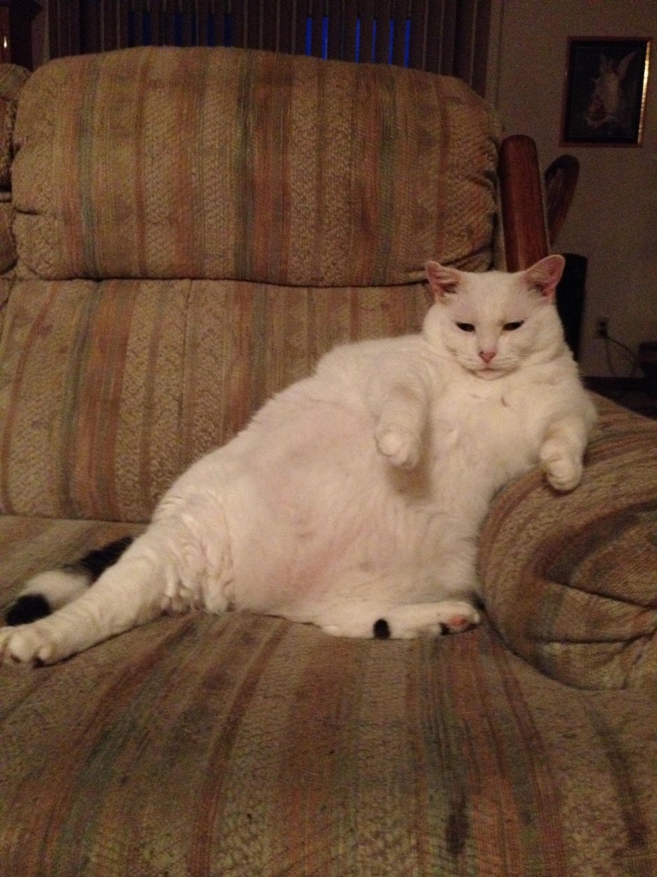Очень жирный кот