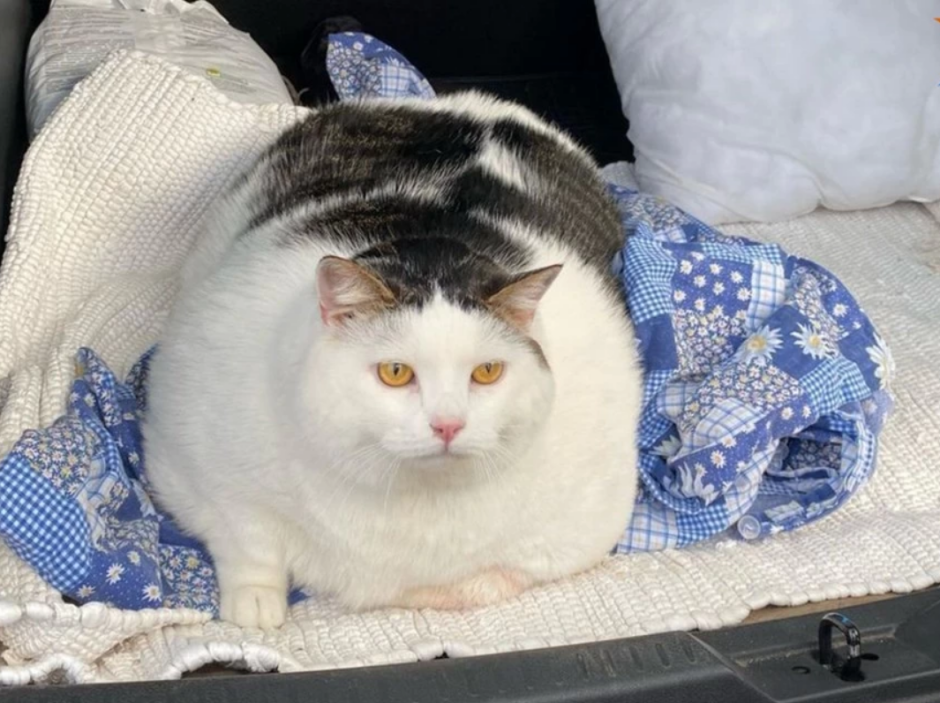 Смешной жирный кот