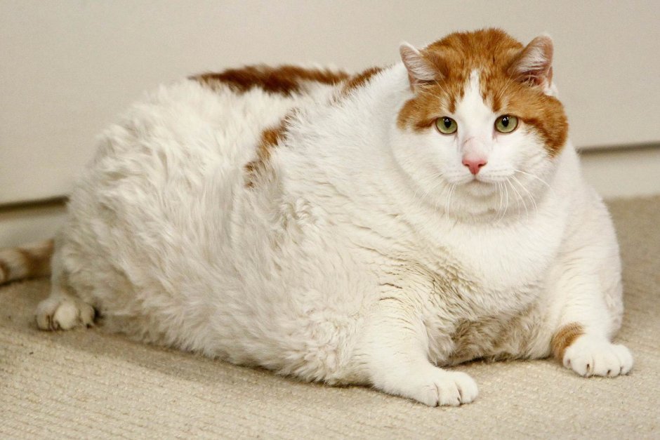 Толстый кот