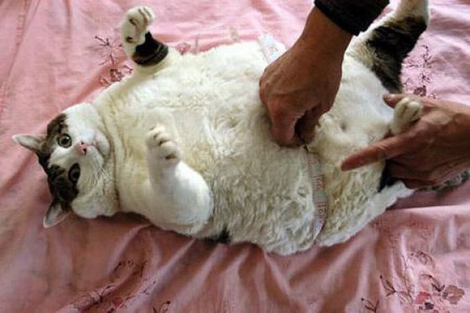 Самый жирный кот