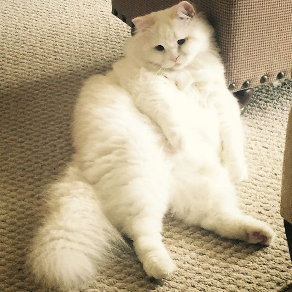 Огромные коты