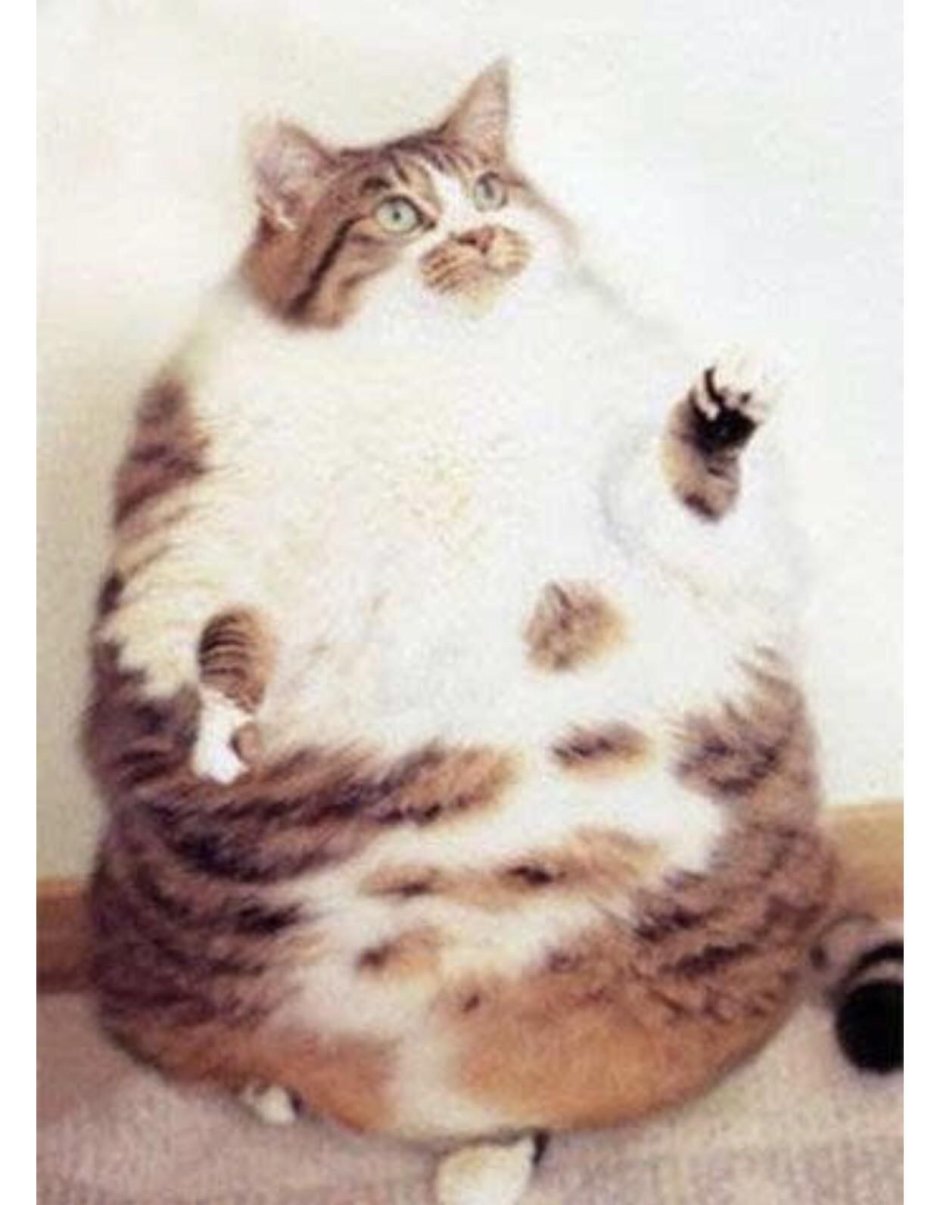 Жирный кот