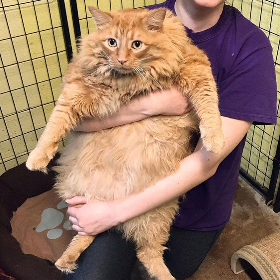 Два жирных кота