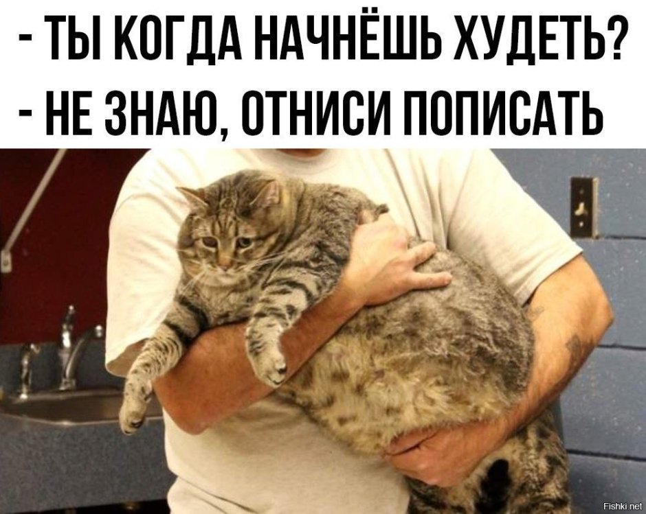 Ожирение у кота
