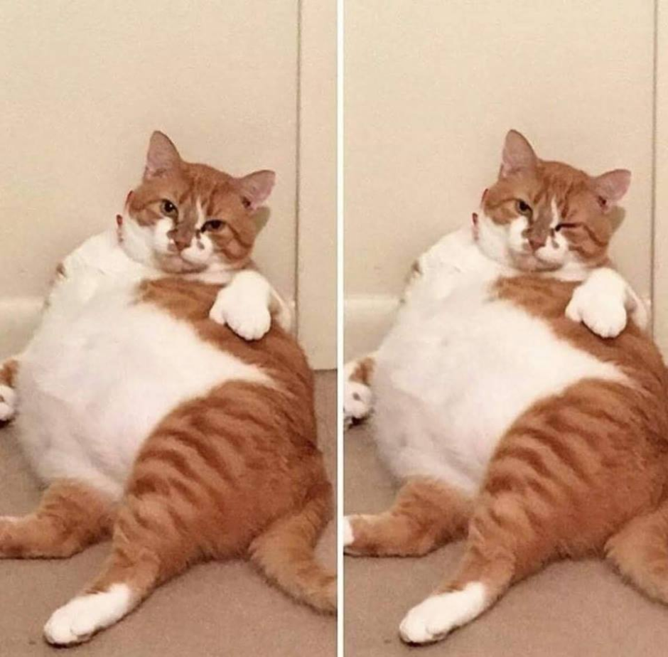 Самые жирные коты