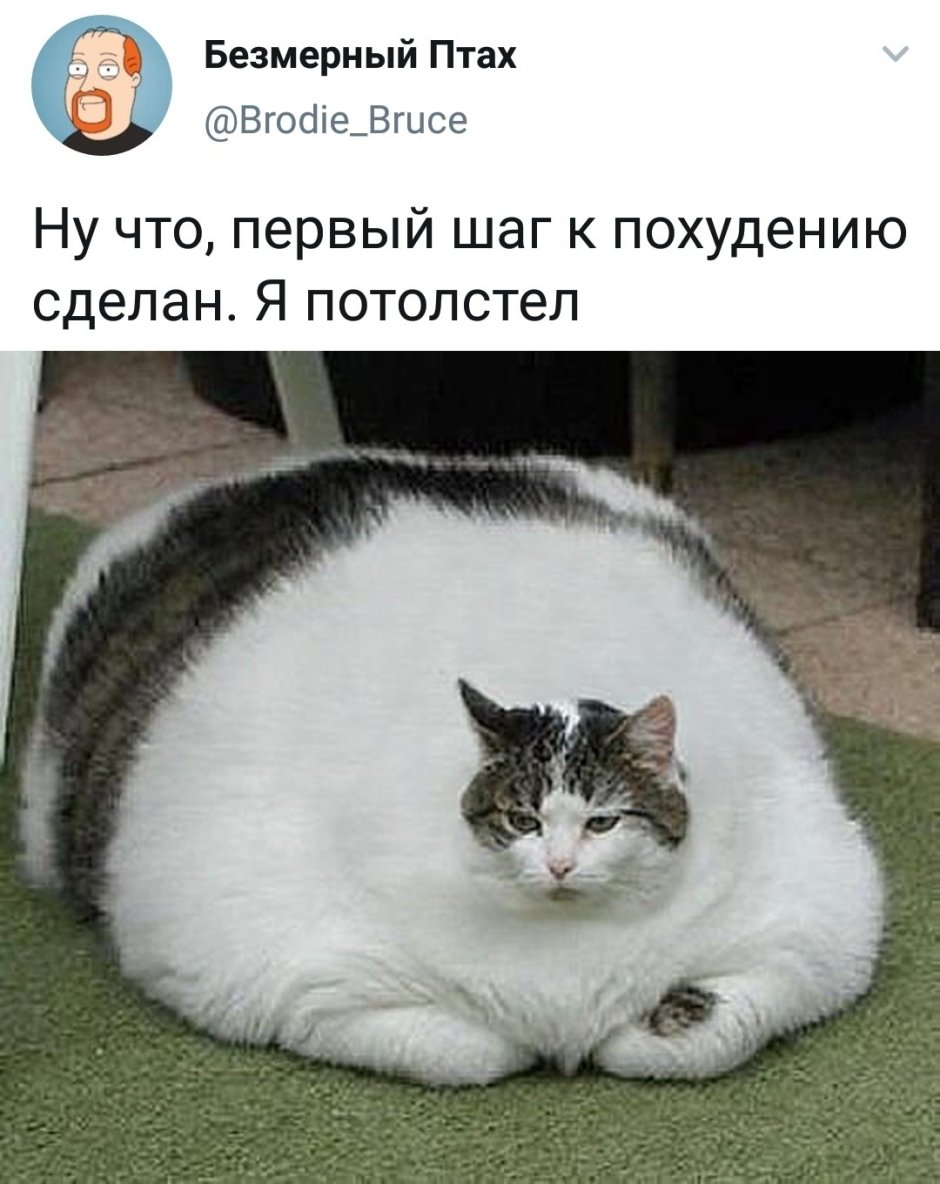 Толстые коты с надписями