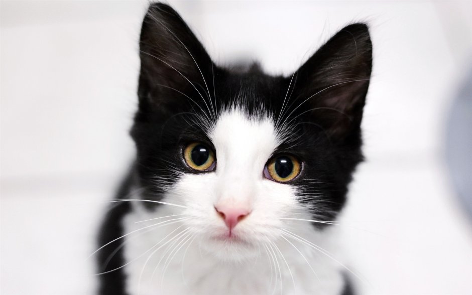 Кошка Black and White