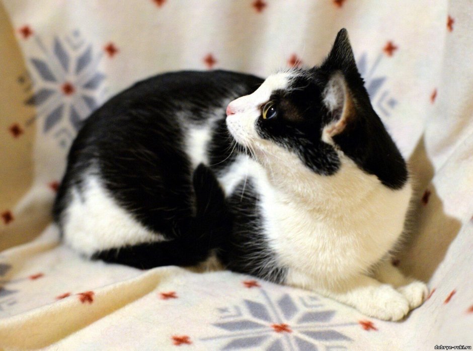 Черный и белый котенок