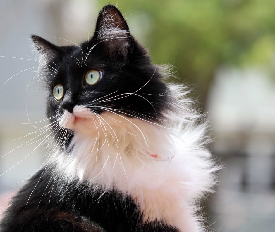 Tuxedo порода кошек