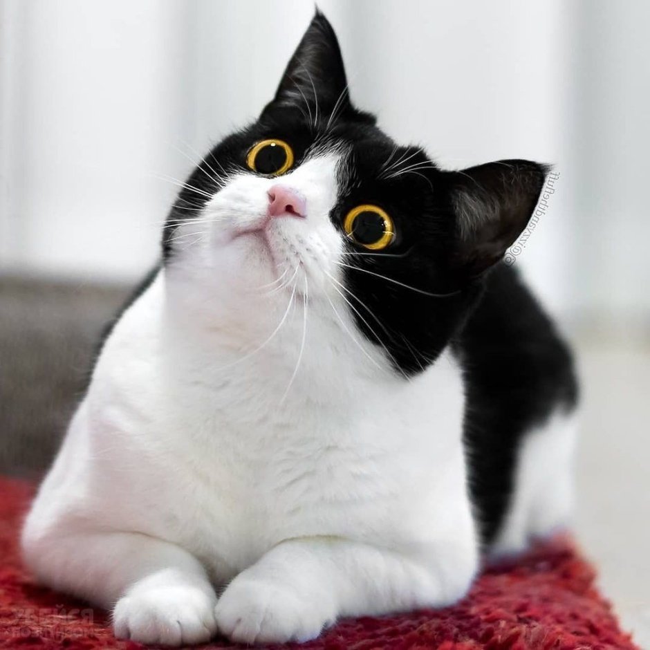 Кошка Иззи