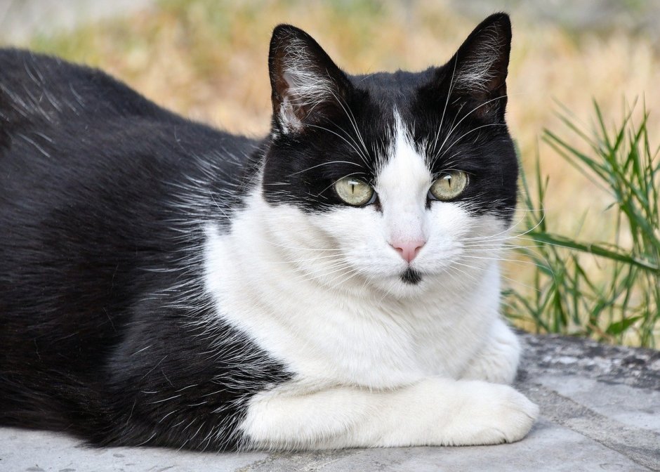 Черно белая кошка