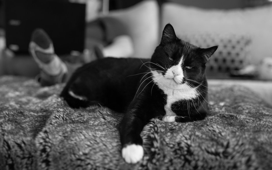 Черно белая кошка