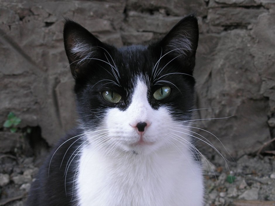 Акринский кот