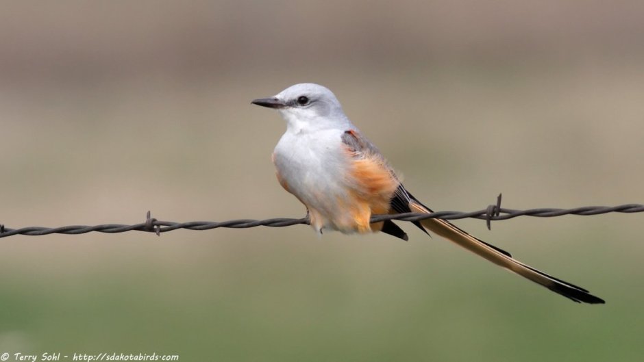 Scissor tailed Flycatcher