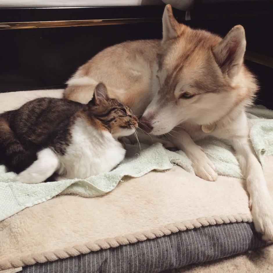 Хаски и кот