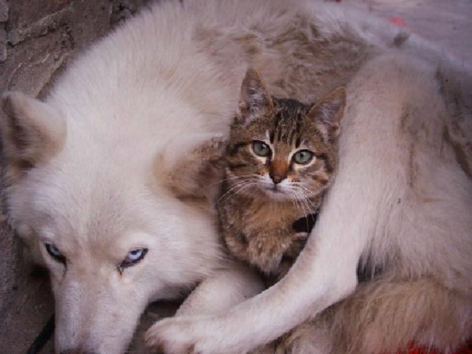 Волчонок и котенок