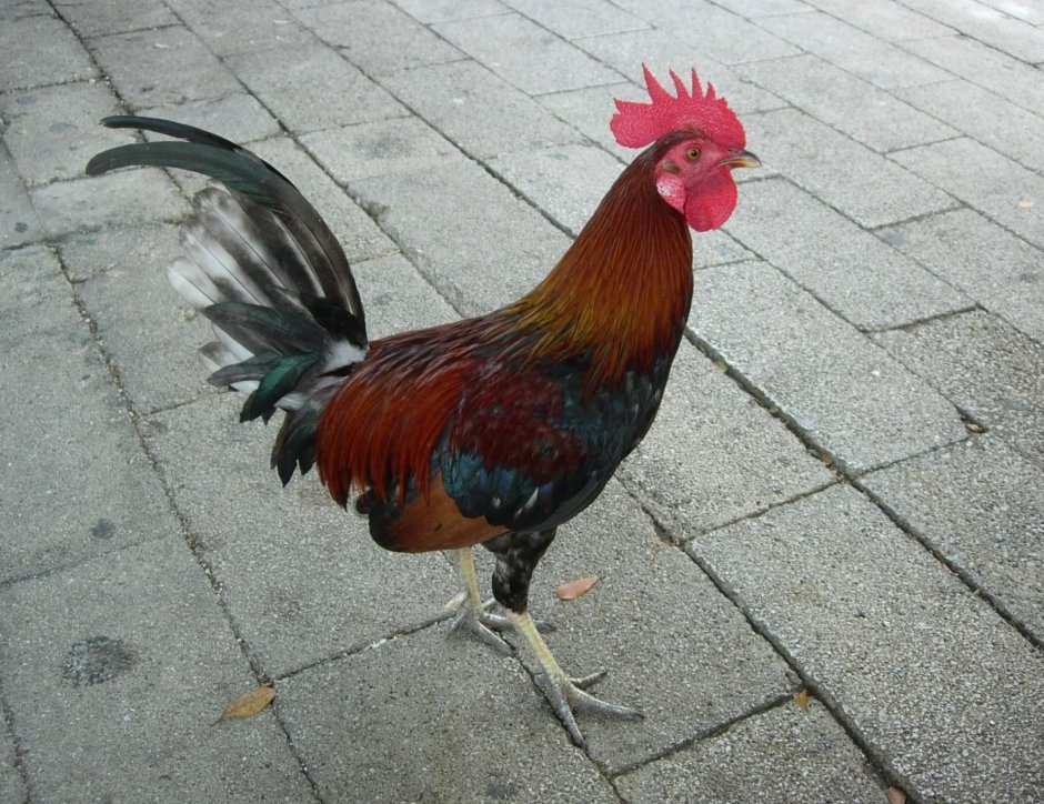 Йокогамский Феникс
