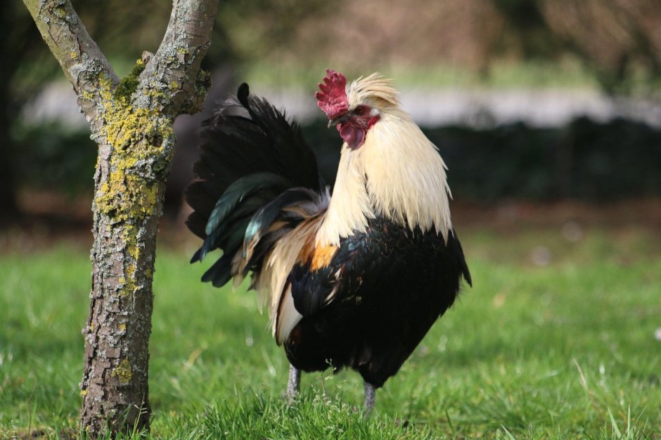 Red junglefowl