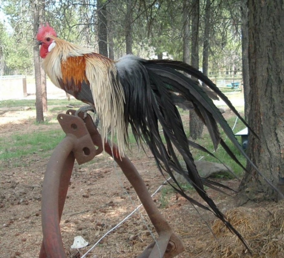 Йокогамский Феникс