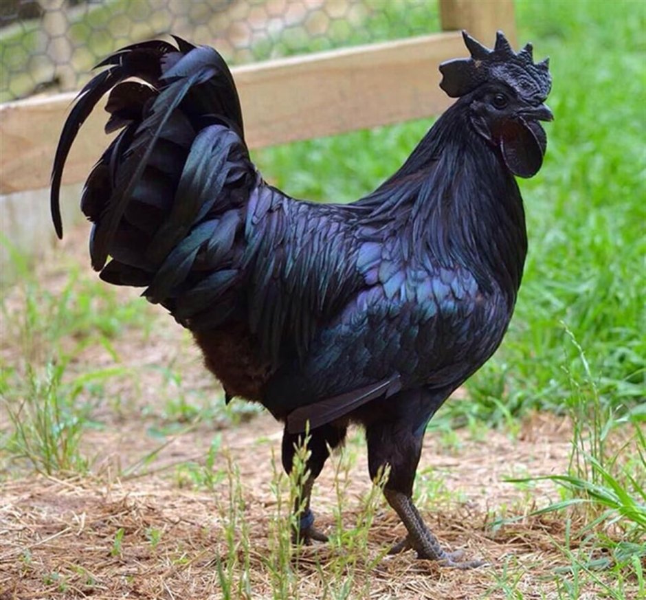 Карликовый петух