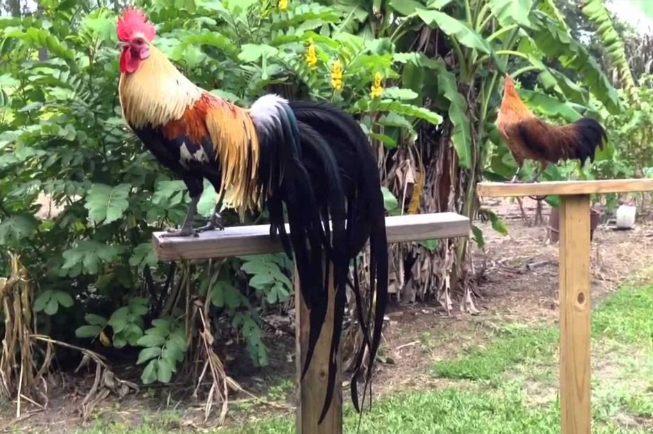 Овон Rooster