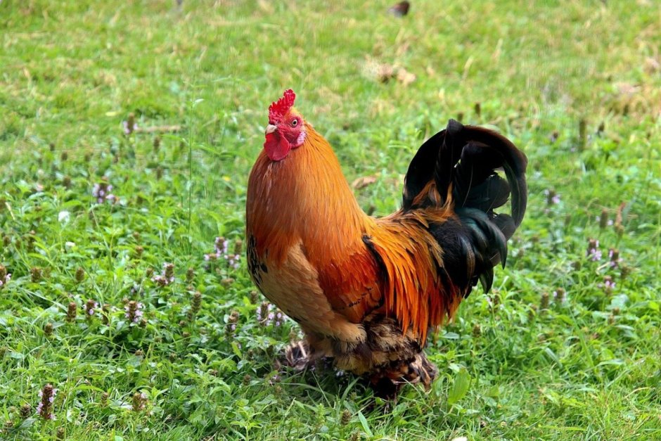 Йокогамский петух Феникс