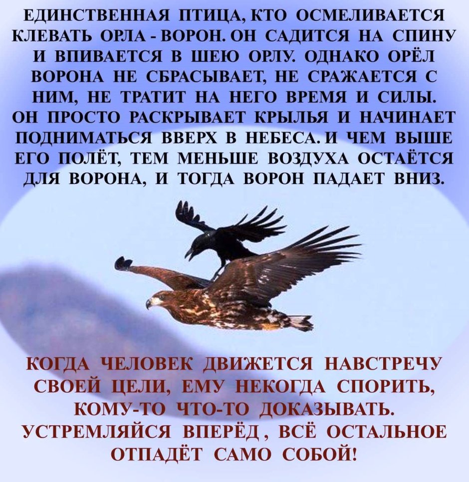 Соколиная охота Киргизия