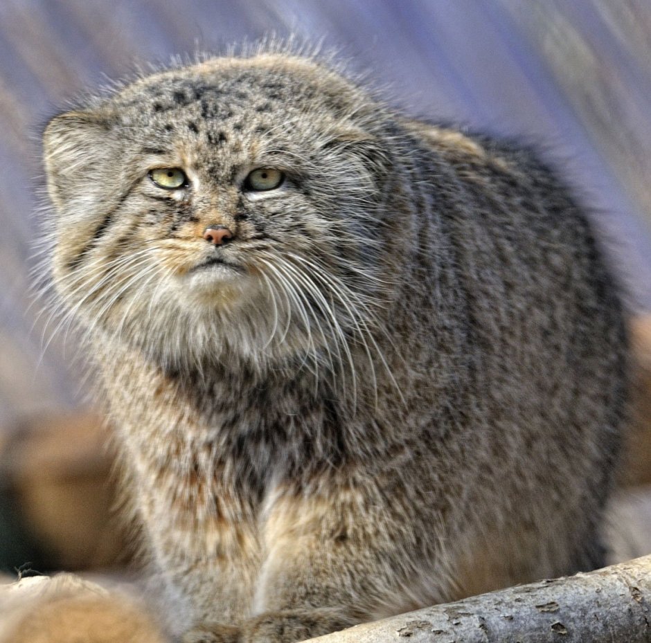 Байкальский кот Манул