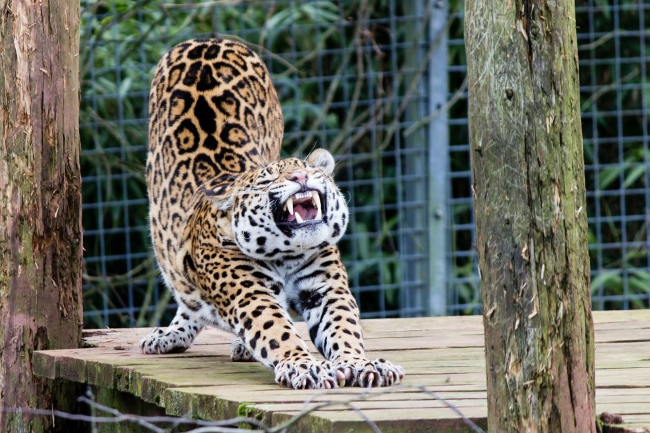 Кот Манул красная