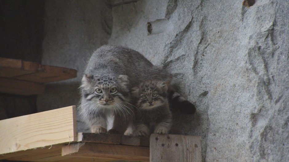 Степной кот Манул