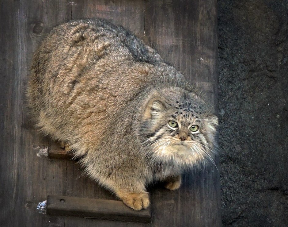 Кот Манул Московский зоопарк