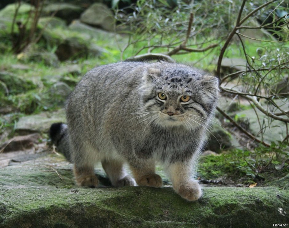 Котенок леопарда