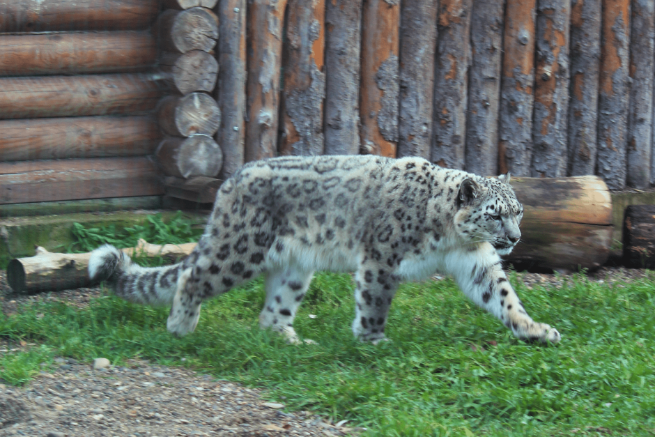 Кот Манул Московский зоопарк