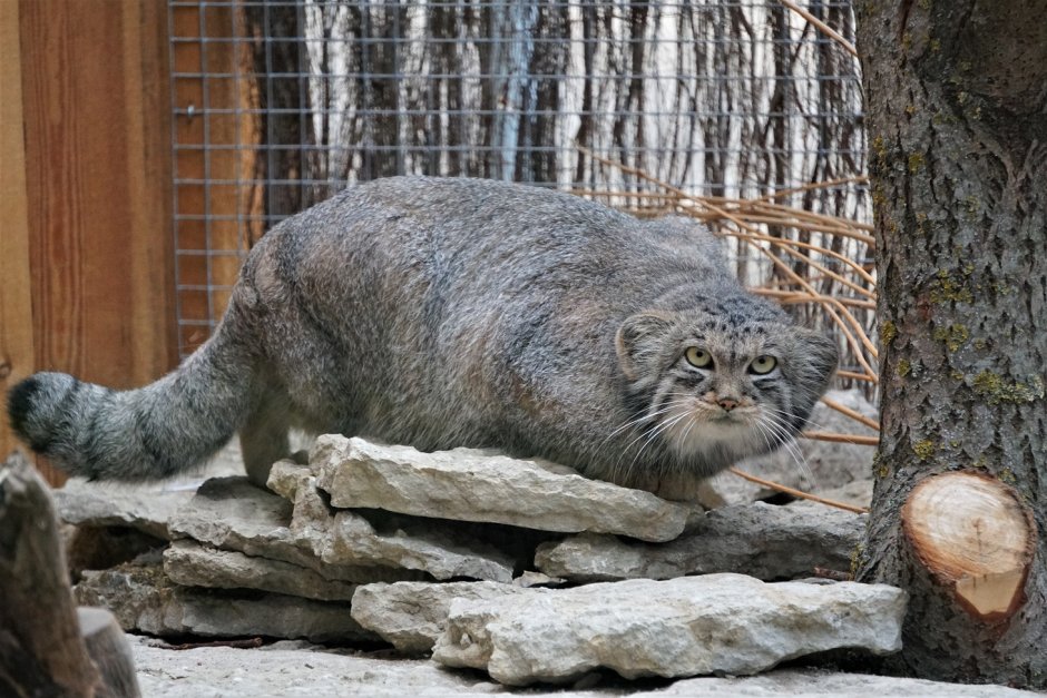 Краснокнижные животные кот Манул